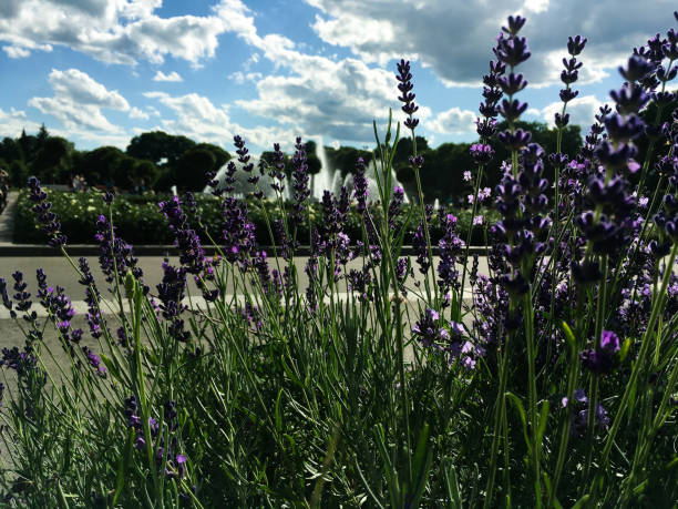 istock flowers in the park 1255472330
