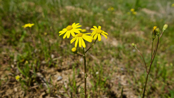 istock White wild daisies in grass garden 1255472907
