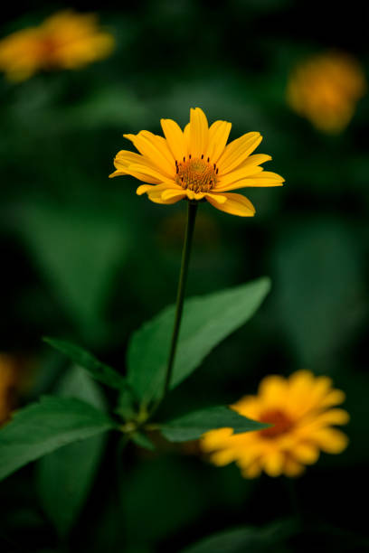 istock view of several beautiful bright yellow colored blooming flower. 1255473632