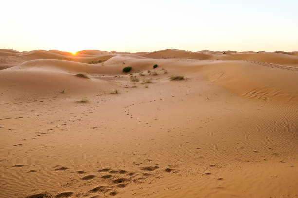 istock footprints in the sand, photo as background 1255473804