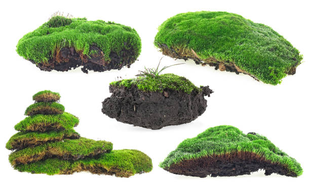 istock Green moss isolated on a white background - collection. 1255473887