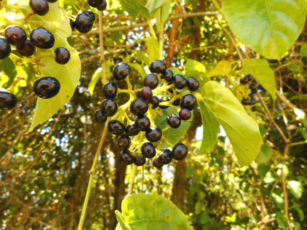 istock plant cissus verticillata - bush grape (vegetable insulin) 1255474030