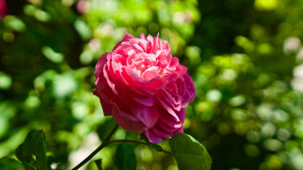 istock Pink rose in front of cloudy sky. Focus is on the front. 1255474189
