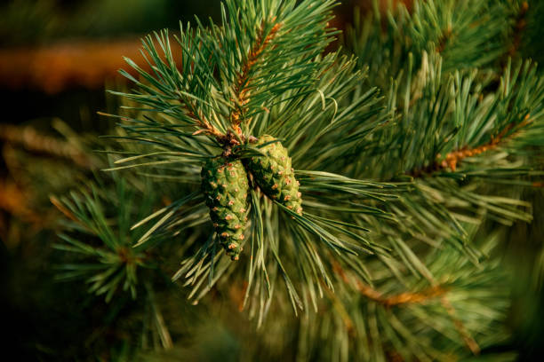 Close-up of few young green pine cones on coniferous tree branch. Summer. Nature background. Wallpaper.