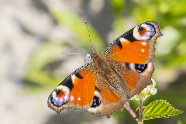 istock Aglais io, Peacock butterfly resting 1255476398