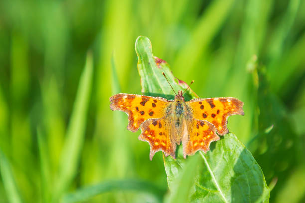 istock Comma butterfly Polygonia c-album resting top view 1255476406