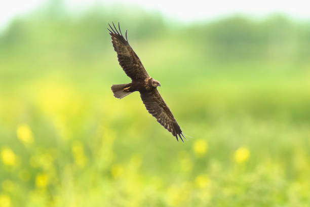 istock Western marsh harrier, Circus aeruginosus, hunting 1255476418