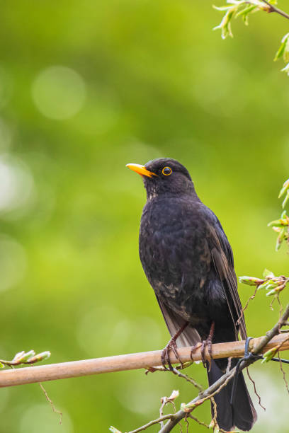istock Blackbird male turdus merula singing in a tree in a garden 1255476449