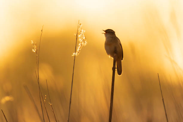istock Sedge Warbler, Acrocephalus schoenobaenus, singing sunset 1255476460
