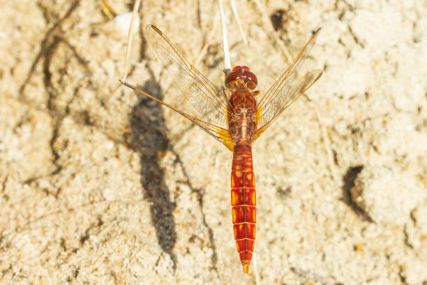 istock Scarlet dragonfly male, Crocothemis erythraea 1255476461