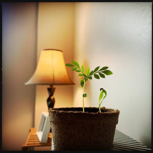 marigold seedling in peat pot - houseplant marigold flower annual imagens e fotografias de stock