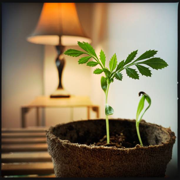 marigold seedling in peat pot - houseplant marigold flower annual imagens e fotografias de stock