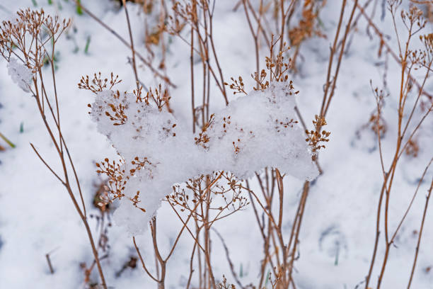 istock Snowfall Suspended in Prairie Plants 1255477398