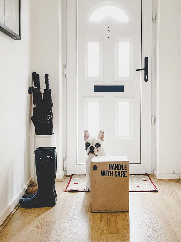 Delivery day. Frenchie dog waiting by the side of a brown box at the front door