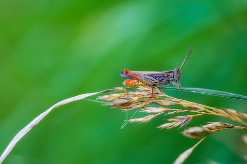 Grasshopper siting on straw