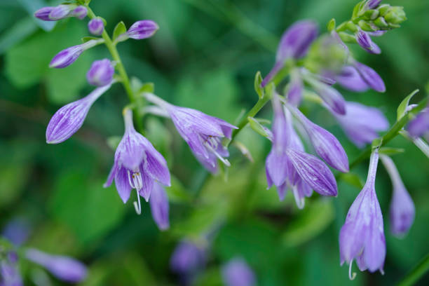 istock Abstract vibrant purple hosta flowers on green bokeh background. 1255479788