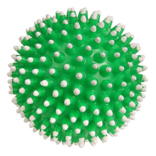 istock Spiny ball dog bone pet toy isolated on white background 1255481168