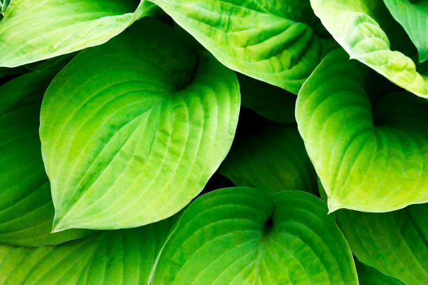 istock Leaves hosts closeup. Focus on single leaves. 1255481879