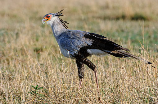 Close-up of wild secretary bird searching for grasshoppers in the tall grasses of the savanna.