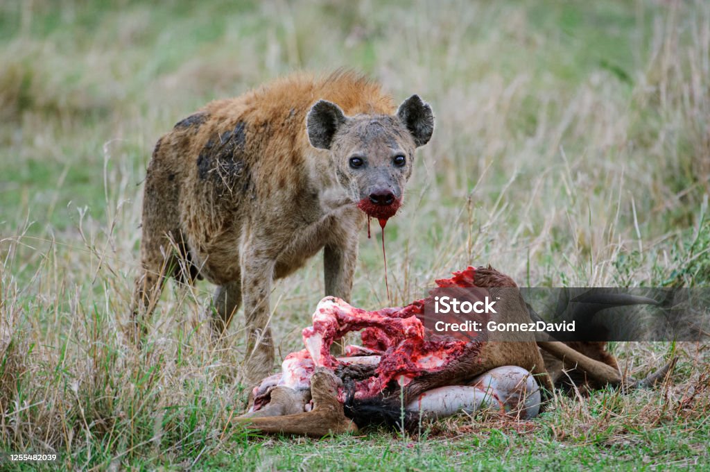 Close-up of Wild Spotted Hyena Feasting on a Wildlife Kill Close-up wild spotted hyena (Crocuta crocuta) standing over a recent wildebeest wildlife kill.

Taken on the Serengeti Plains, Masai Mara National Reserve, Kenya, Africa Hyena Stock Photo