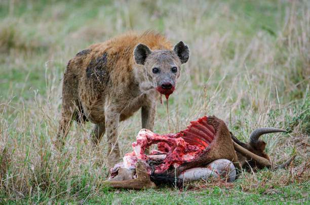 Close-up of Wild Spotted Hyena Feasting on a Wildlife Kill Close-up wild spotted hyena (Crocuta crocuta) standing over a recent wildebeest wildlife kill.

Taken on the Serengeti Plains, Masai Mara National Reserve, Kenya, Africa hyena stock pictures, royalty-free photos & images