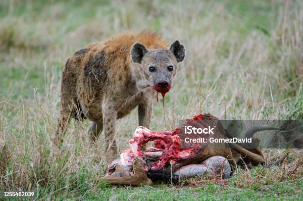 Closeup Of Wild Spotted Hyena Feasting On A Wildlife Kill Stock Photo - Download Image Now