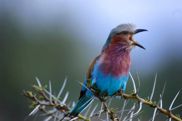 istock Wild African Lilac-Breasted Roller Perched on a Thorny Branch 1255483232