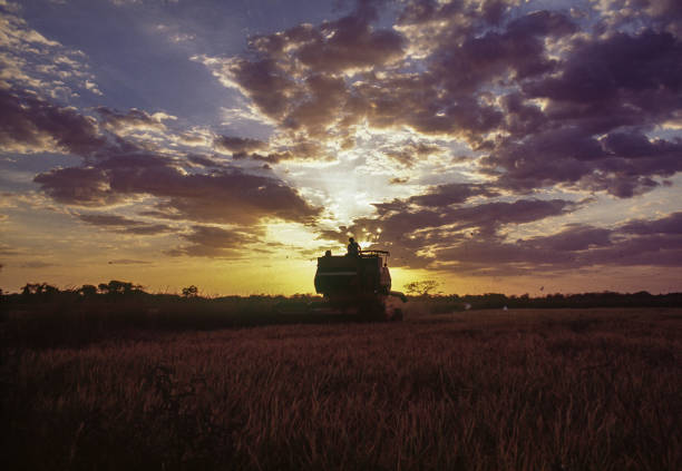 Combine harvester in rice field, Portuguesa state, Venezuela