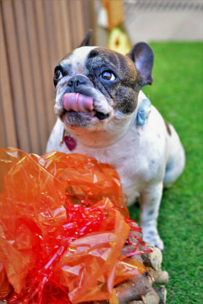 istock French bulldog licking lips 1255490898