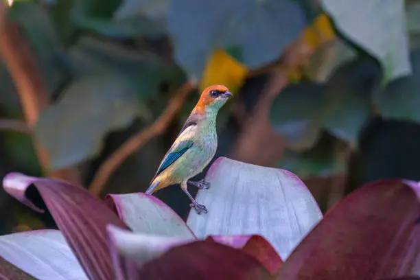 Colorful bird Chestnut-backed tanager (Tangara preciosa)
