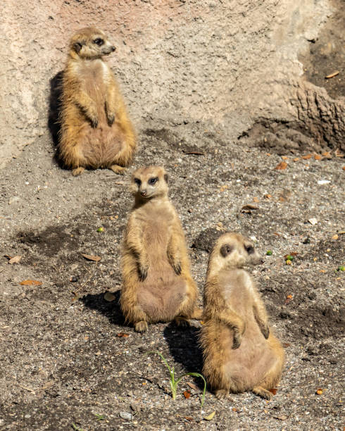 istock Three Meerkats seated, on alert (Slender-Tailed Meerkat / Suricata suricatta) 1255492688