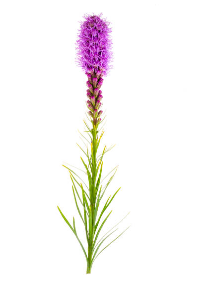 Single beautiful Liatris flower. Studio Photo
