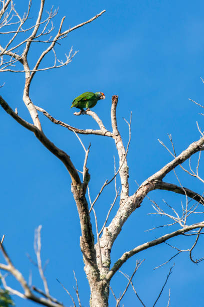 Red browed Parrot photographed in Linhares, Espirito Santo. Southeast of Brazil. Red browed Parrot photographed in Linhares, Espirito Santo. Southeast of Brazil. Atlantic Forest Biome. Picture made in 2014. oviparity stock pictures, royalty-free photos & images