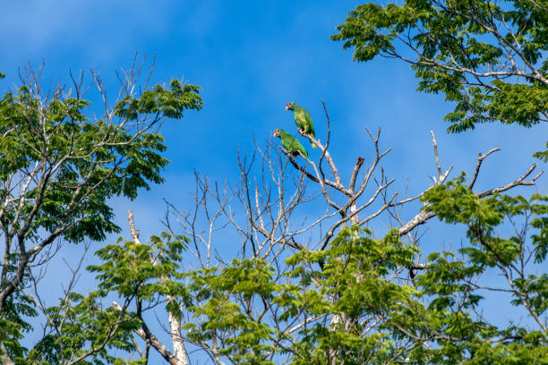 Red browed Parrot photographed in Linhares, Espirito Santo. Southeast of Brazil. Red browed Parrot photographed in Linhares, Espirito Santo. Southeast of Brazil. Atlantic Forest Biome. Picture made in 2014. oviparity stock pictures, royalty-free photos & images