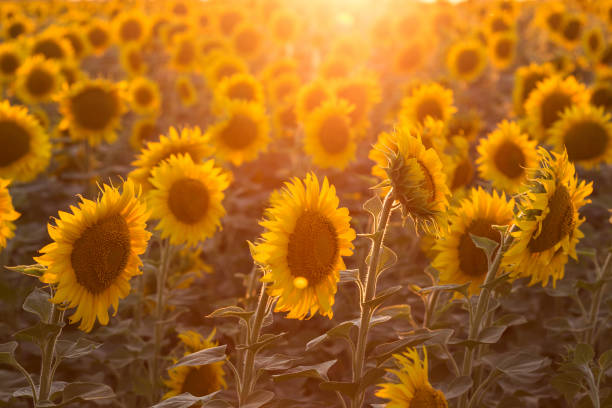 istock sunflowers at the field on the sunset 1255498135