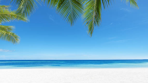 istock Exotic tropical beach scene for background or wallpaper 1255501207