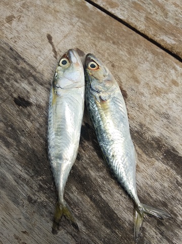 A beautiful image of Indian mackerel fish