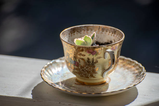 Plant growing in an old discarded cup.