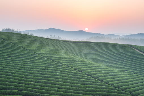 tea plantation in sunrise, tea garden in spring