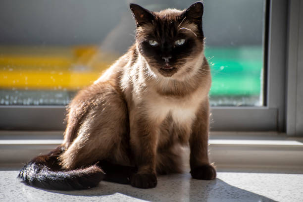 istock Siamese cat enjoying the morning sun on a window sill. 1255503046