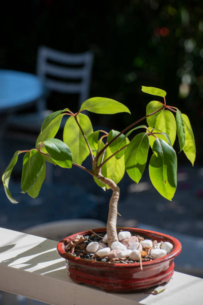 istock Young rubber tree in dish and morning sun. 1255503583