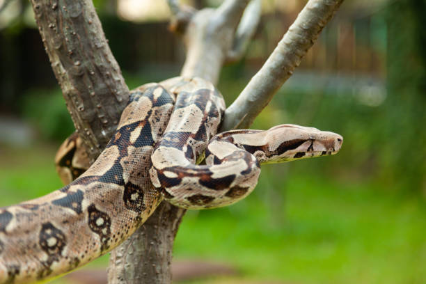 Columbia Boa Constrictor A close-up view of a red tailed Columbia boa constrictor. boa stock pictures, royalty-free photos & images