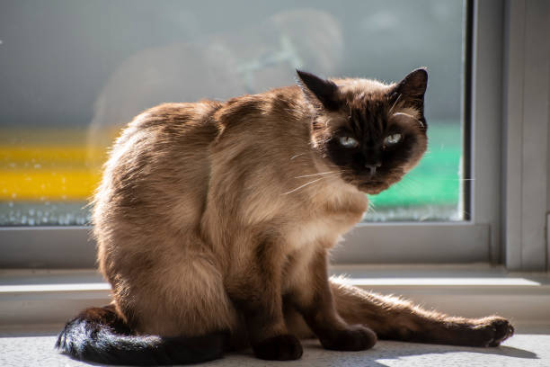 Top view of siamese cat with dark ears relaxing in sunlight on a bright day