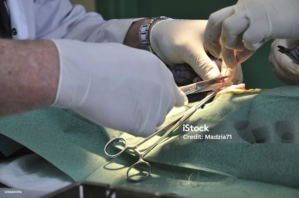 짐승 수술 - 로열티 프리 건강관리와 의술 스톡 사진