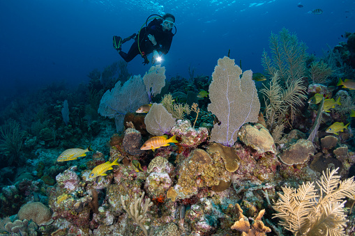 View of a female diver and the stunning marine life in Grand Cayman Island, Cayman Islands