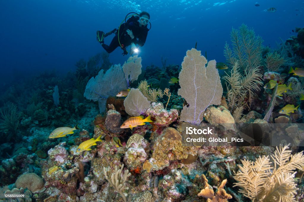 Caribbean marine life and female diver View of a female diver and the stunning marine life in Grand Cayman Island, Cayman Islands Caribbean Stock Photo