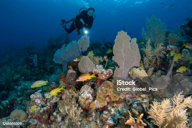 Caribbean Marine Life And Female Diver Stock Photo - Download Image Now - Caribbean, Coral - Cnidarian, School of Fish