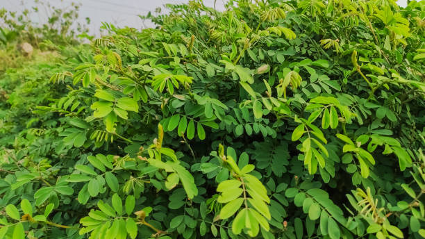 istock background view of fresh green leaves 1255508036