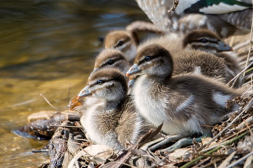 Team of young ducklings on the water’s edge