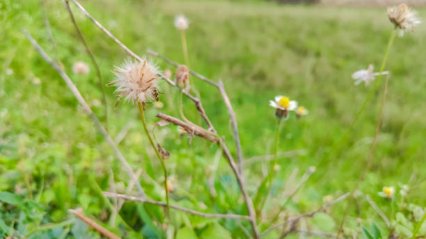 istock selective focus on a wild beautiful flower having white petals on it 1255513381